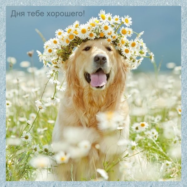 Солнечный цветок