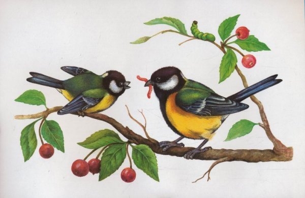 Синица для детского сада