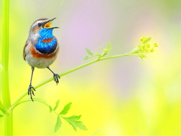 Птички летом