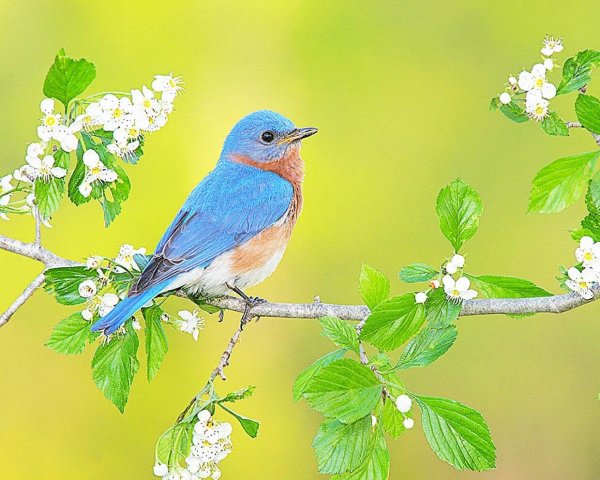 Красивая птица на ветке