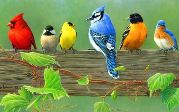 Многообразие птиц