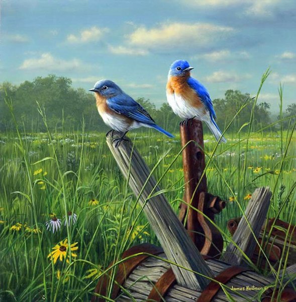 Птички в гнездышках