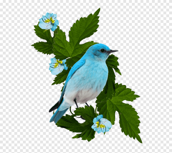 Птицы для детей