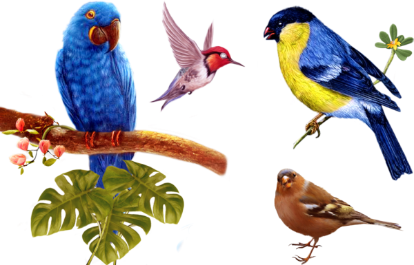 Райская птица на белом фоне