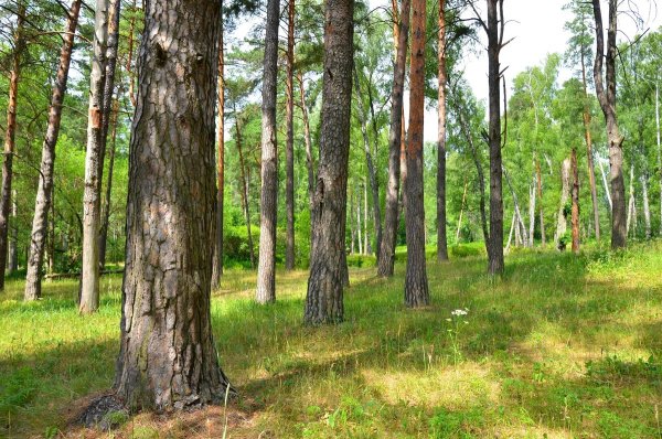 Сосновый Бор Чувашия