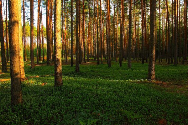 Лес Сосновый Бор Новокузнецк