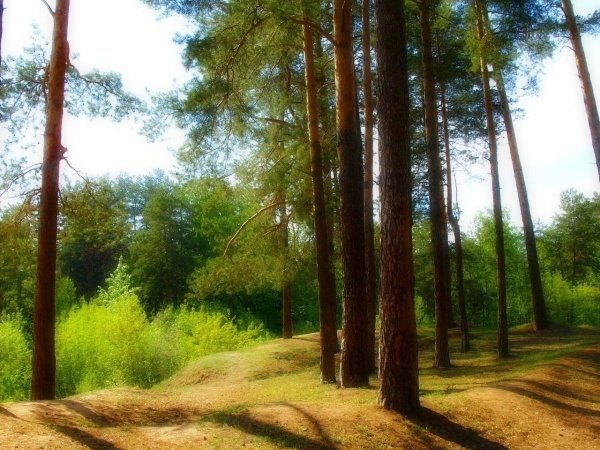 Сосновый Бор Подмосковье