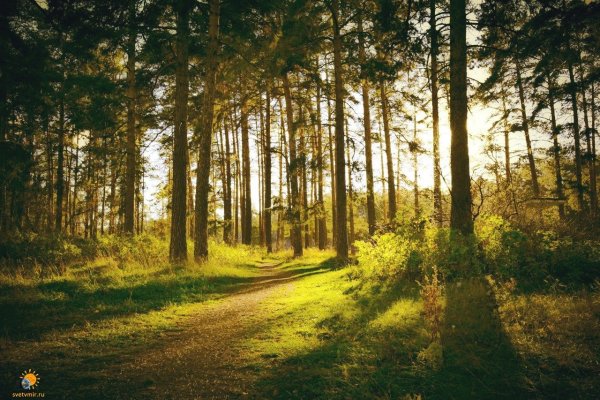 Сосновый Бор Ногинский район лес