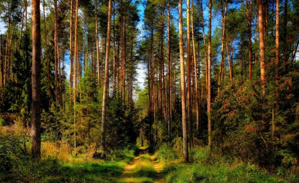 Сосновый Бор Ногинский район лес