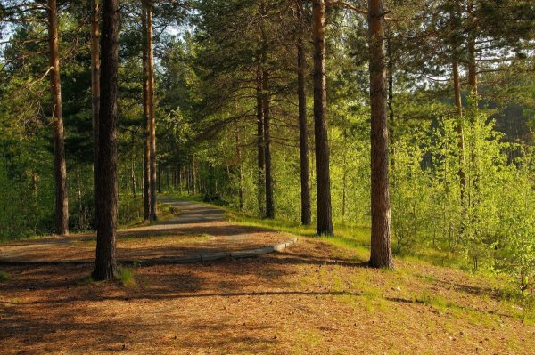 Лес Сосновый Бор Новокузнецк