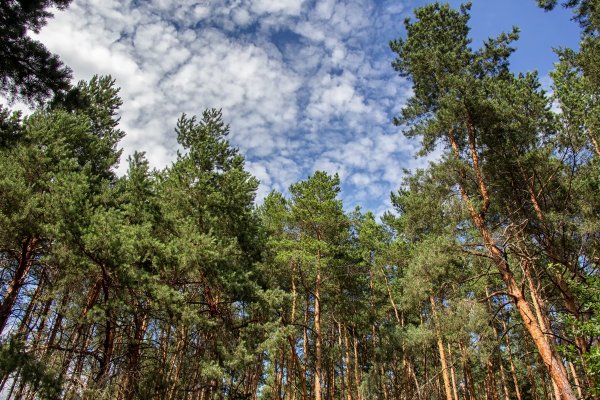 Сосновый Бор белая Калитва