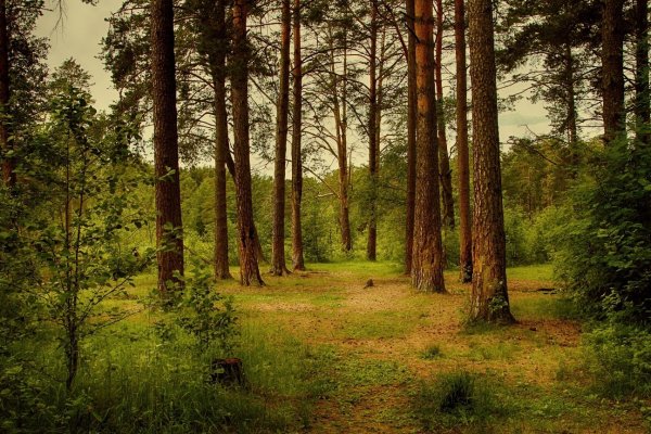 Кинешма парк Сосновый Бор