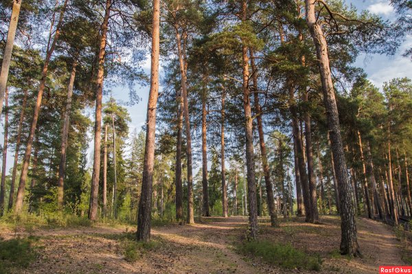 Лес Сосновый Бор Омск
