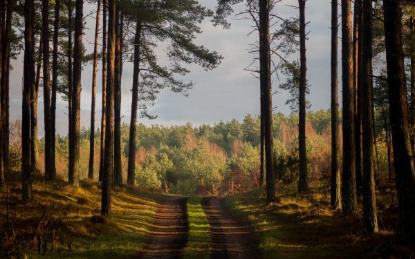 Сосновый Бор Самарская область