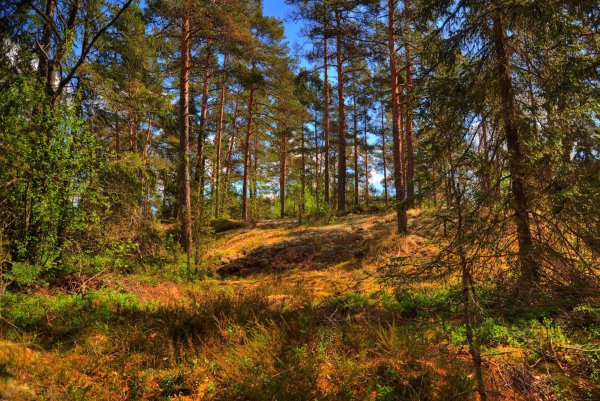 Сосновый Бор Серпухов