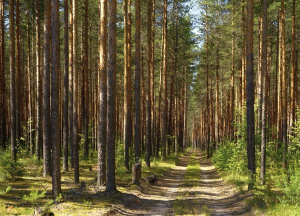 Сосновый Бор Сосенки осень