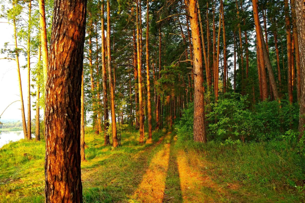 Карагайский Сосновый Бор