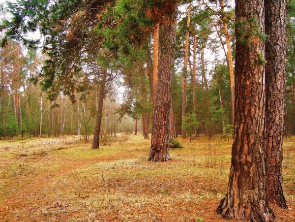 Сосновый Бор в Боровске