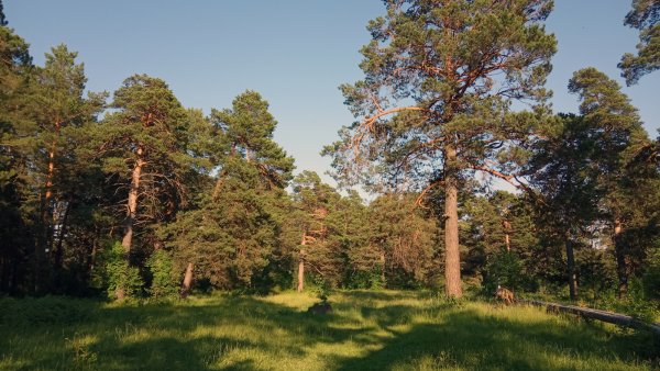 Московская область Сосновый Бор Сосновый Бор