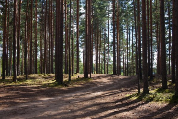 Сосновый Бор Костромская область