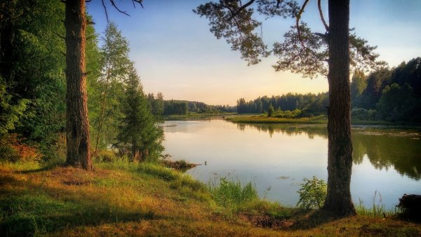 Озеро Сосновый Бор лиственница апрель