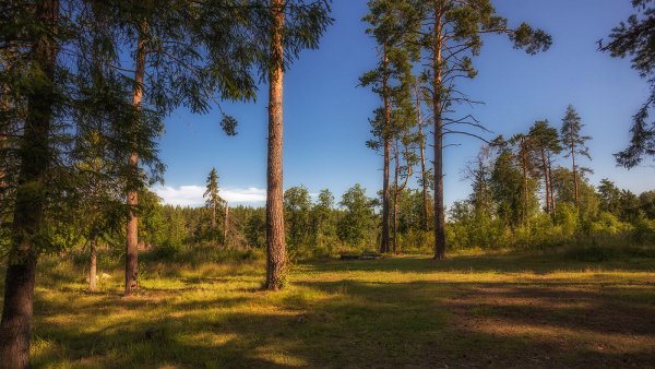 Тайга Сибирь Кедровый лес