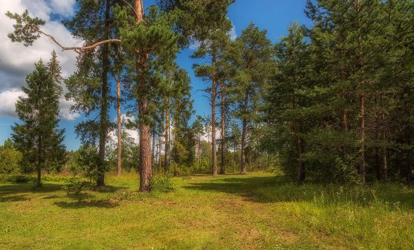 Сосновый лес и озеро Карелия