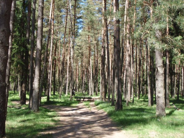 Сосновый Бор прогулочная тропа