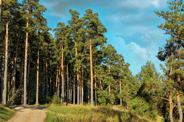 Озеро Лососинное Карелия