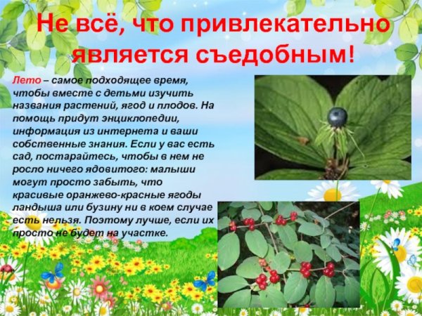 Проект лето красное лето безопасное