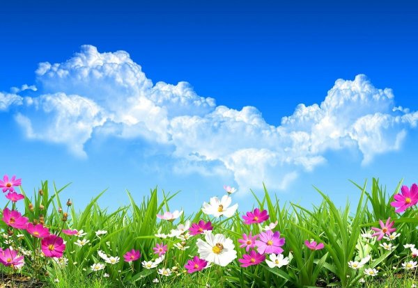 Баннер природа