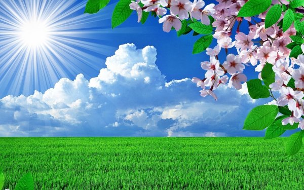 Рассвет поле цветы