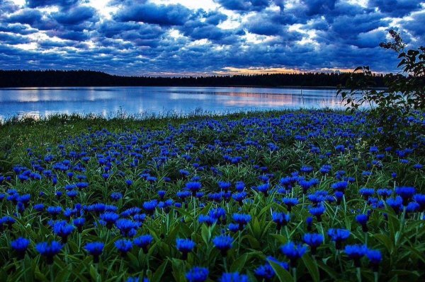 Ромашково Васильковое поле фото