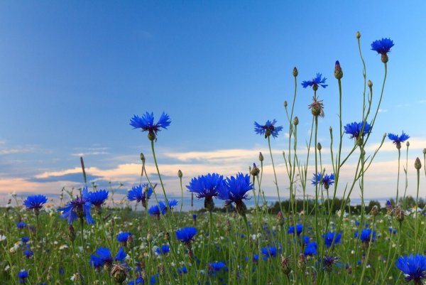 Летняя картинка фон