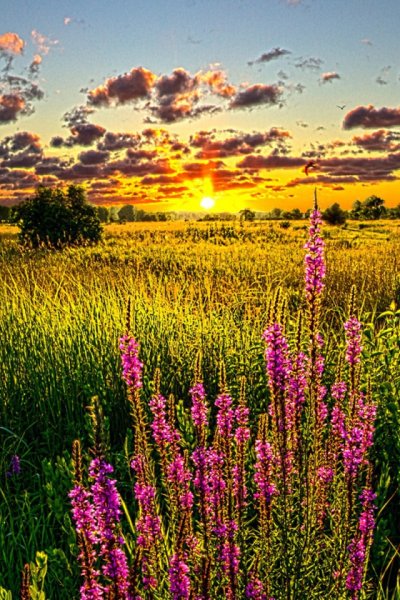 Природа горы цветы