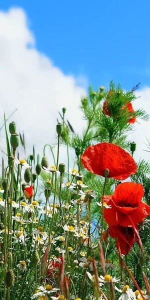 Лето деревья