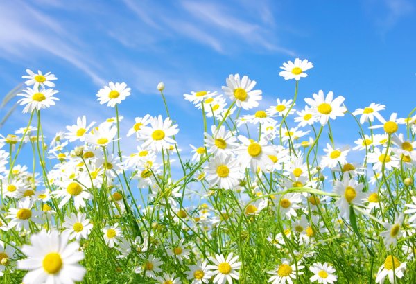 Летняя природа