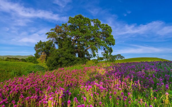 Летний пейзаж