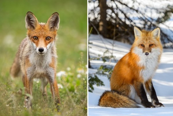 Животные меняющие окраску