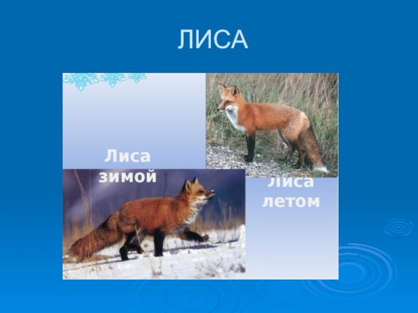 Цвет лисы зимой и летом