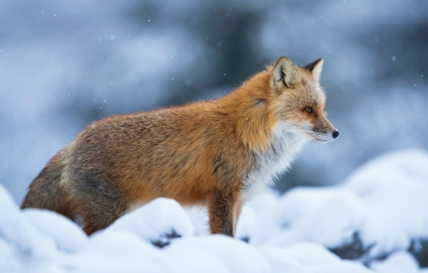 Лисичка Патрикеевна Полярная