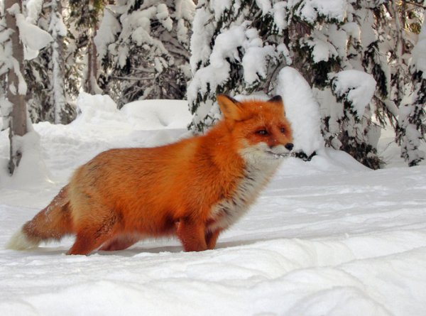 Лисичка Патрикеевна Полярная