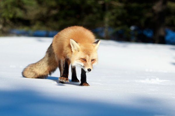 Лиса зимой и летом