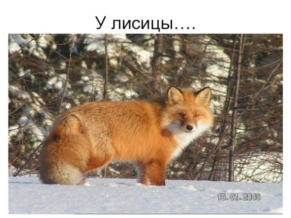 Животные нашего края