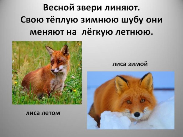 Лиса зимой и летом для дошкольников