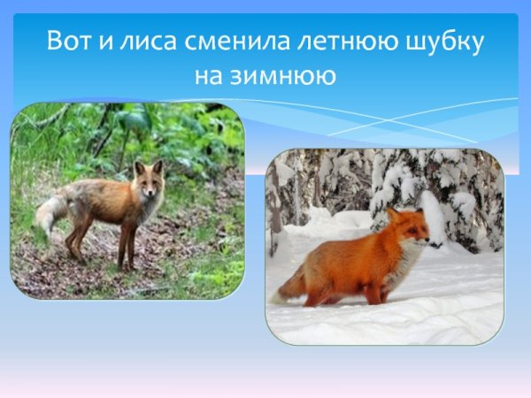 Лиса зимой и летом