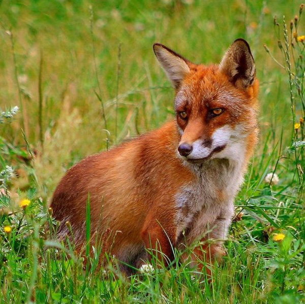 Австралийская лиса