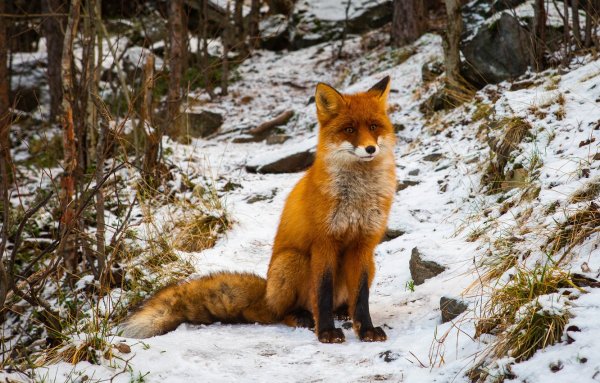 Аляска лиса