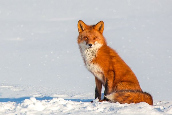 Лиса огневка Камчатка