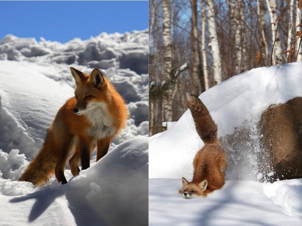 Лиса зимой и летом